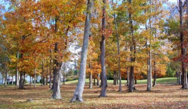 Lot 7 Pungo Drive - Photo 1
