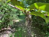 Tbd Frozard Road - Photo 14