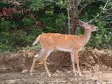 Lot 5 Daigneau Trail - Photo 6