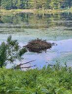 0 Green Pond Lane - Photo 3