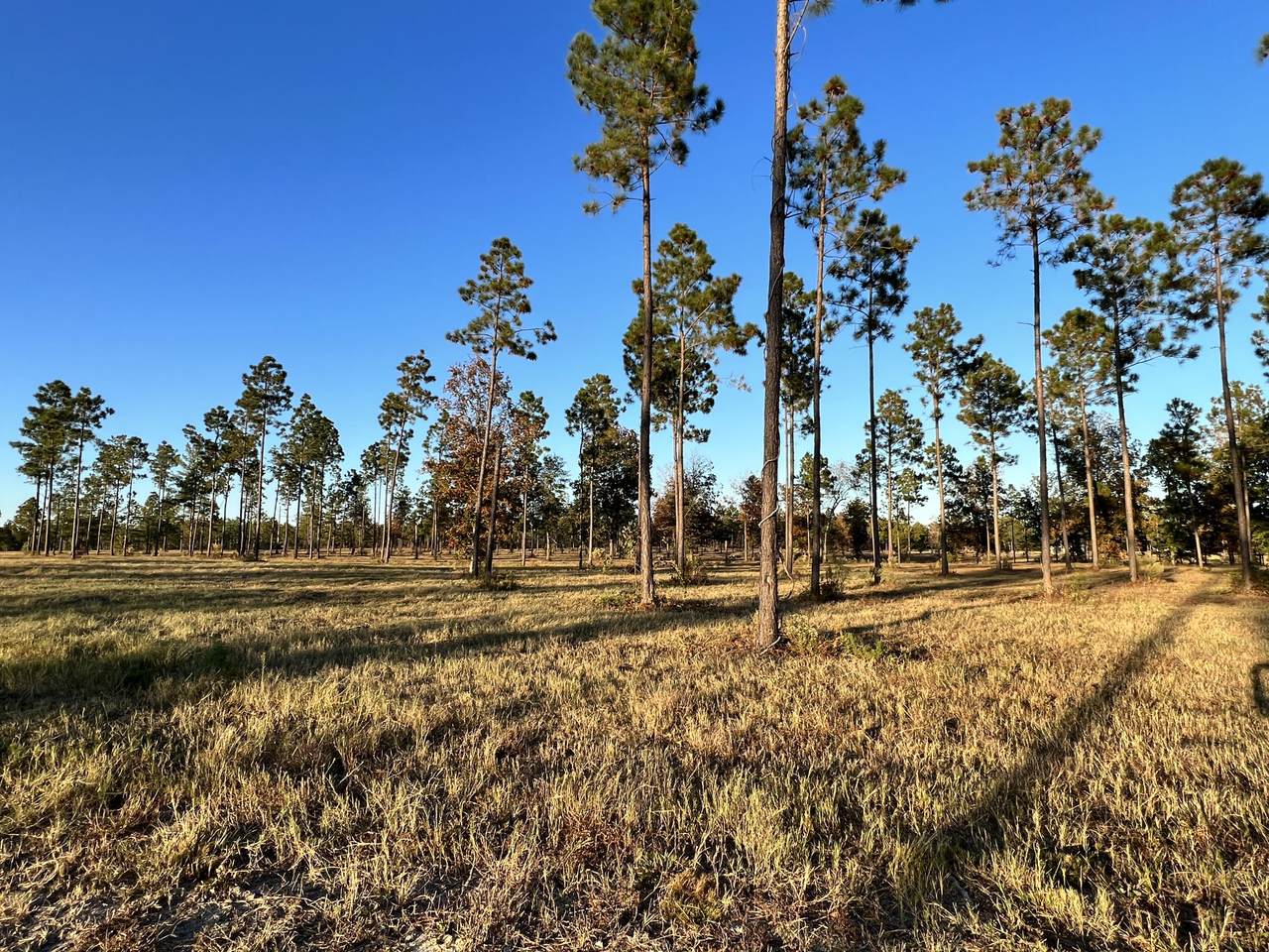 Lot 50 Covert Drive - Photo 1