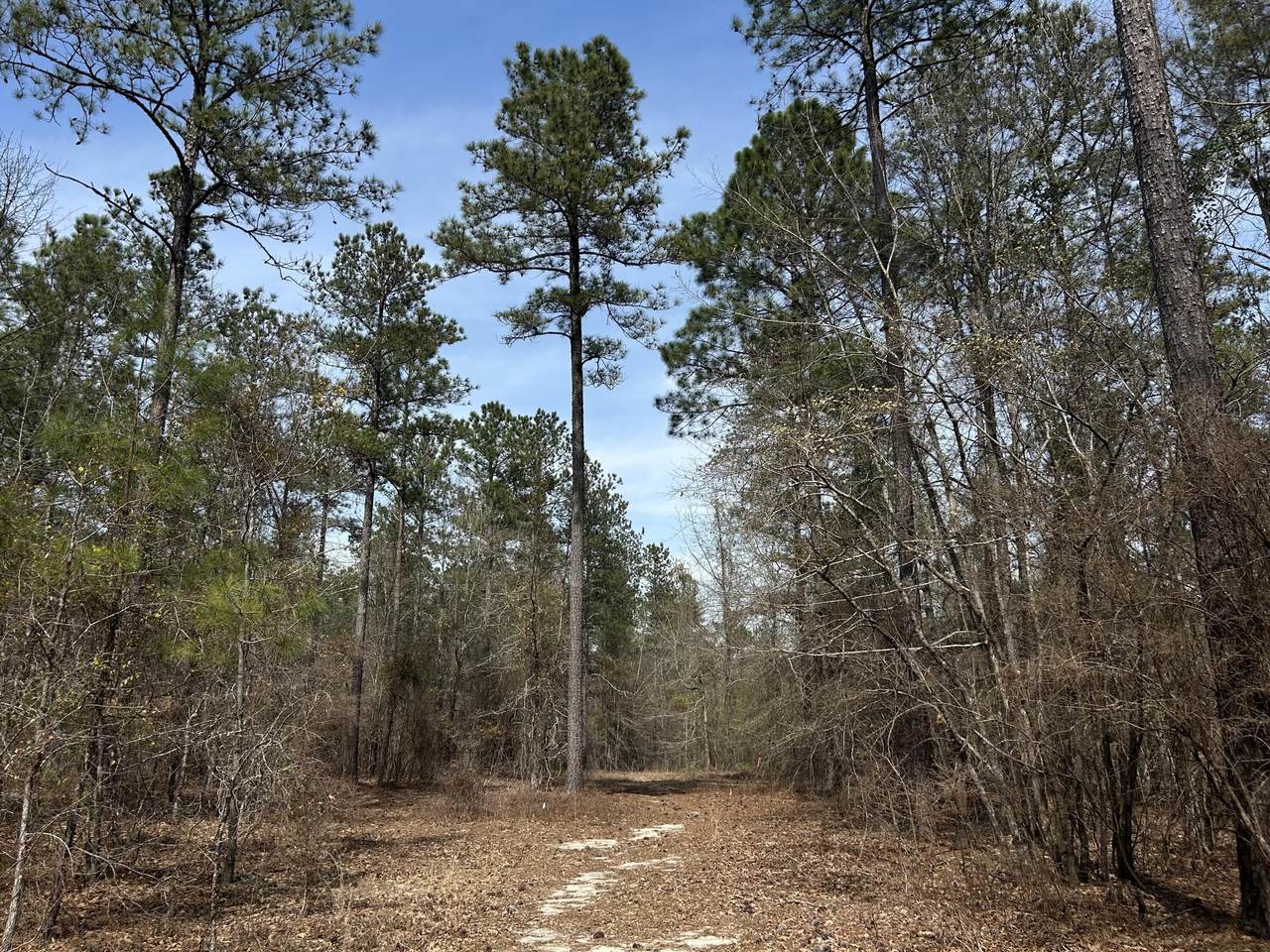 Lot 7 Cooks Pond Road - Photo 1