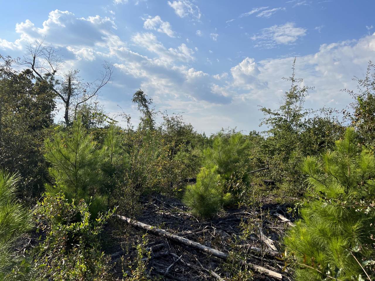 0 Horseshoe Bend Road - Photo 1