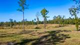 73 Acres Wagener Road - Photo 13