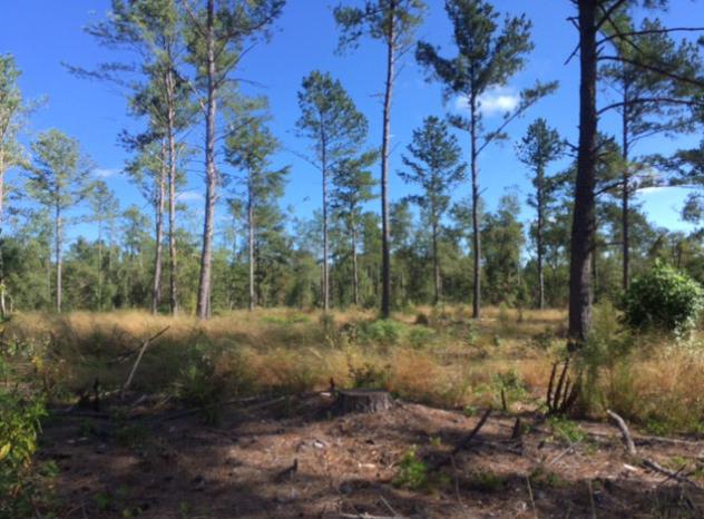 10 Acres Butler Road - Photo 1