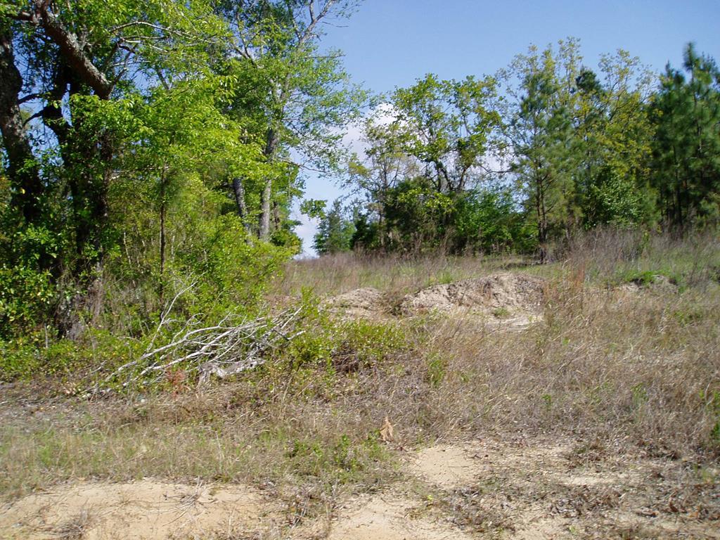 LOT 1 B Shaws Fork/Burris - Photo 1