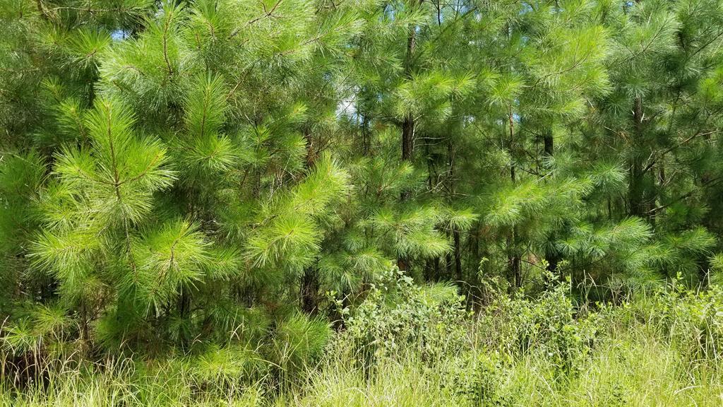 LOT 18 Graylyn Lakes Drive - Photo 1