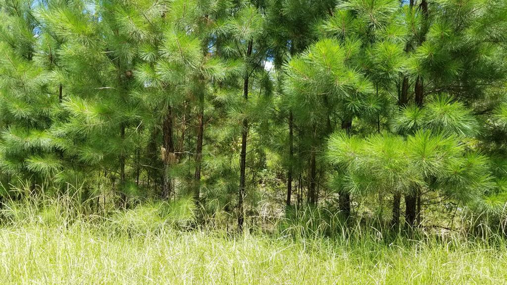 LOT 22 Anderson Pond Road - Photo 1