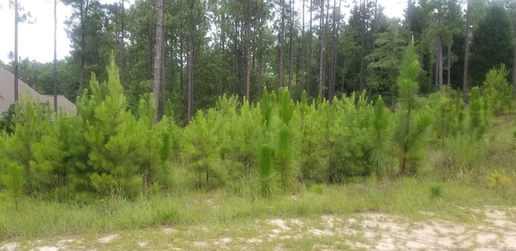 206 Birch Tree Circle - Photo 1