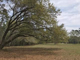 Lot 4 Redds Branch Road - Photo 1