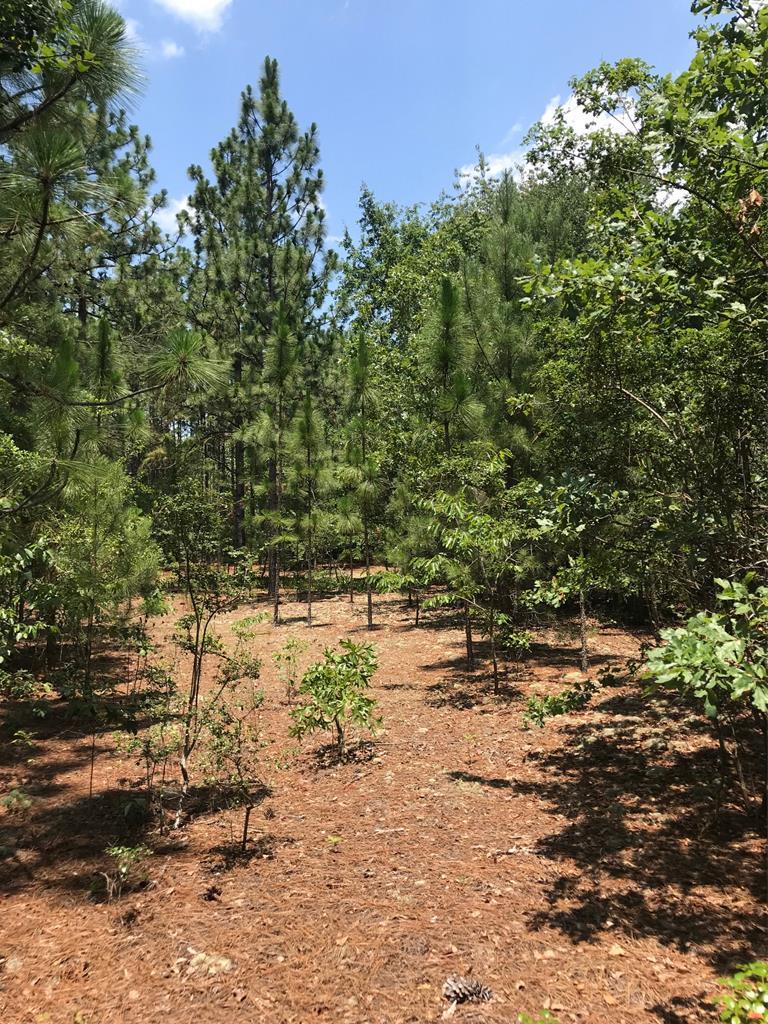 000 Green Acres Road - Photo 1
