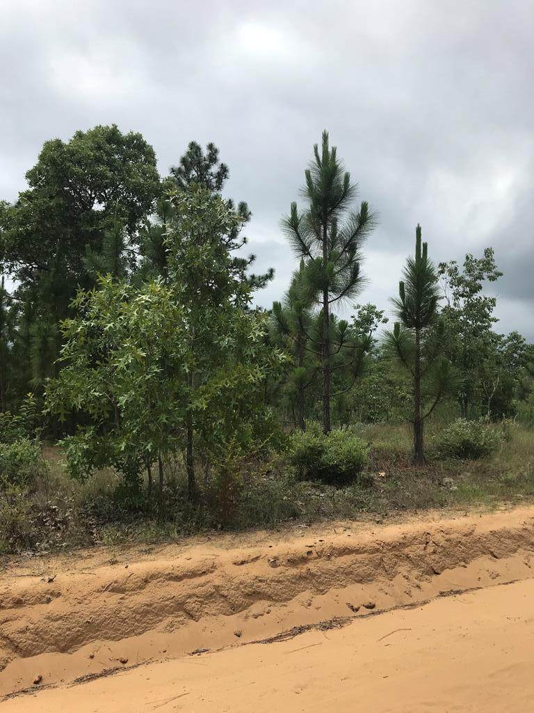 Lot67 Redbone Court - Photo 1