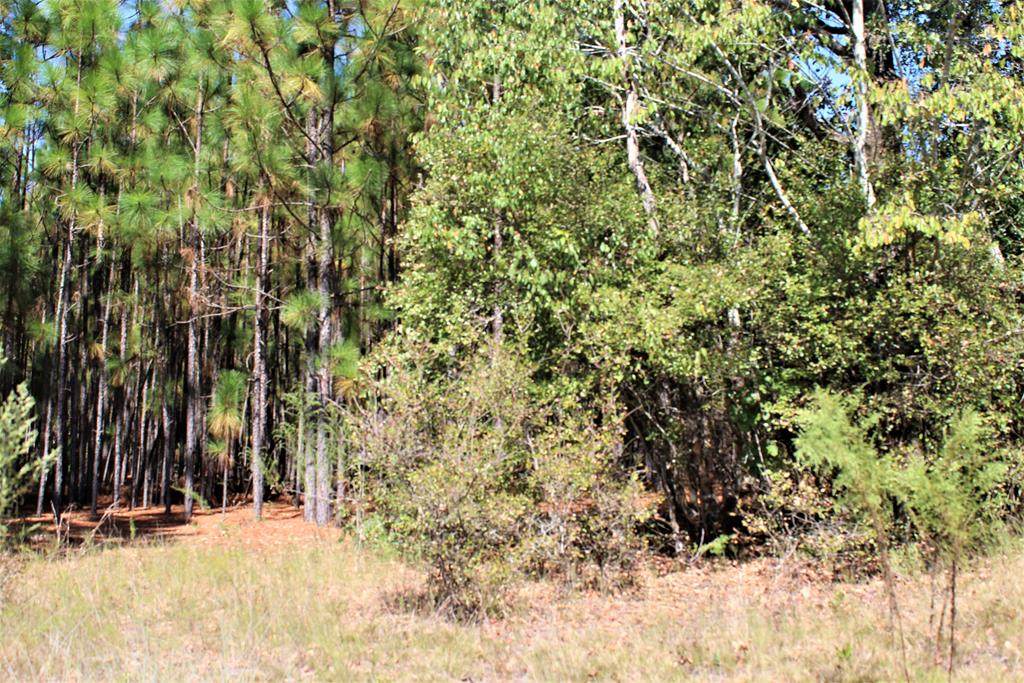 0000 Webbs Pond Road - Photo 1