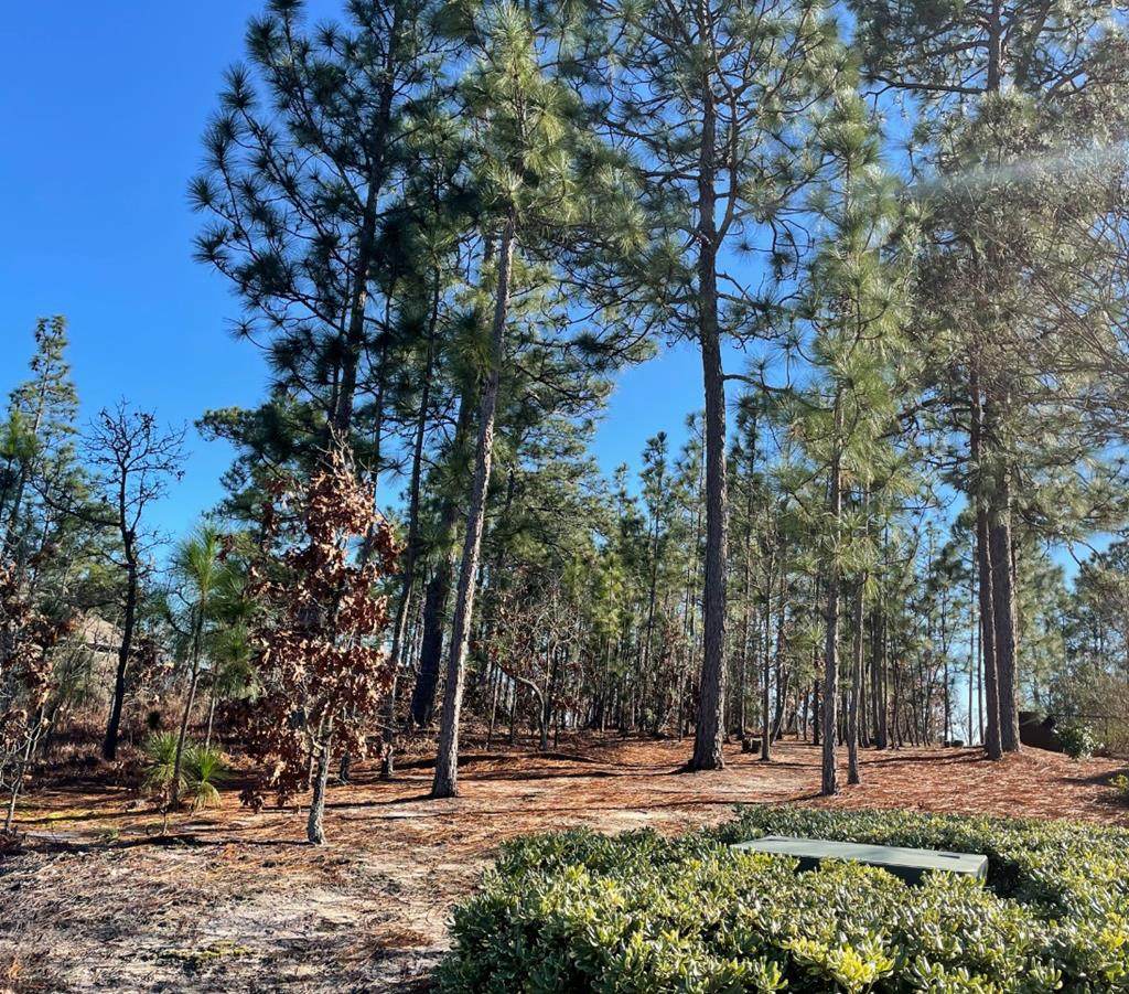000 Saddlebrook Trail - Photo 1