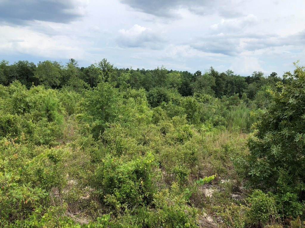 Lot 3 Eagle Road - Photo 1