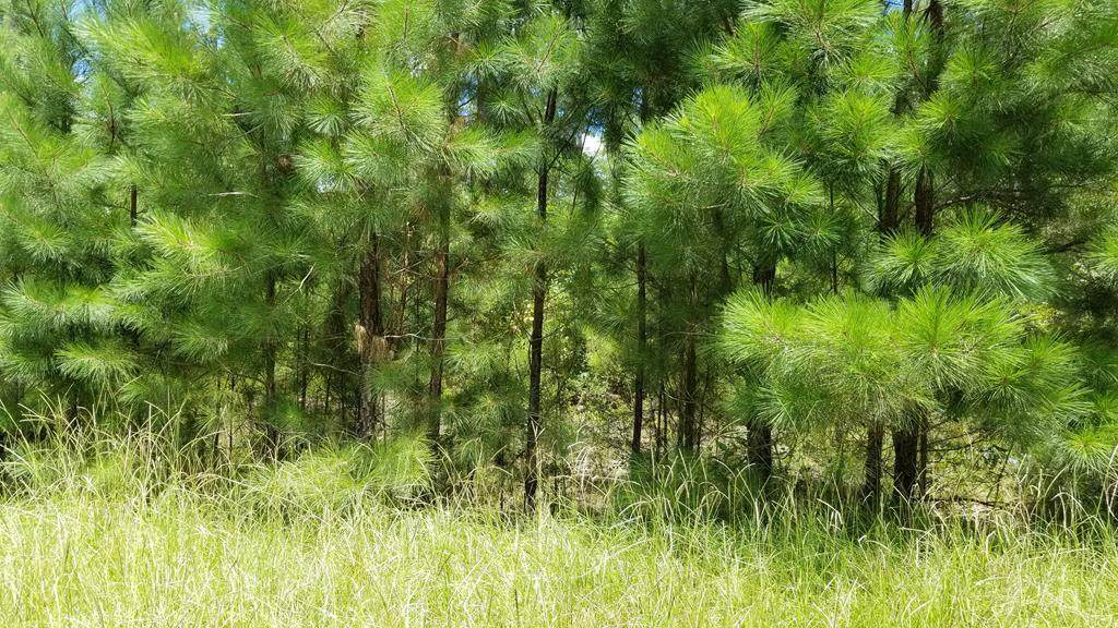 lot 7 Anderson Pond Road - Photo 1