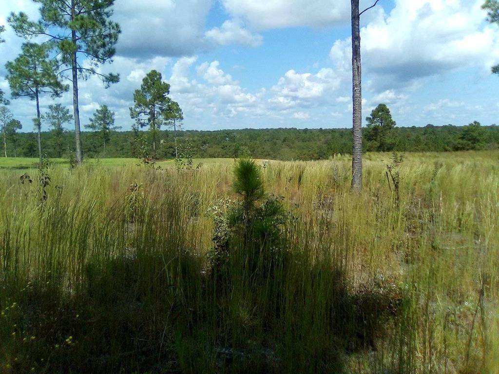 0 Joyner Pond Road - Photo 1