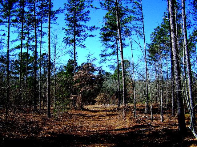 0 Banks Mill Road - Photo 1