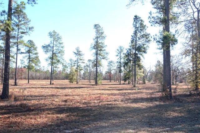 Lot 58 Three Runs Plantation Dr - Photo 1