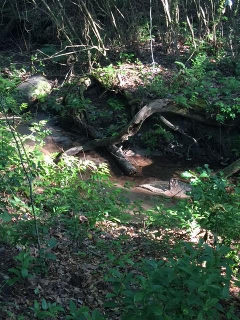 3 AC Chalk Bed Road - Photo 1