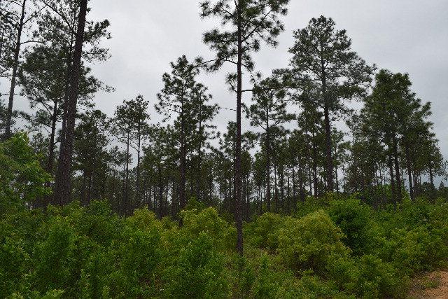 21.41 ac Edgefield Highway - Photo 1