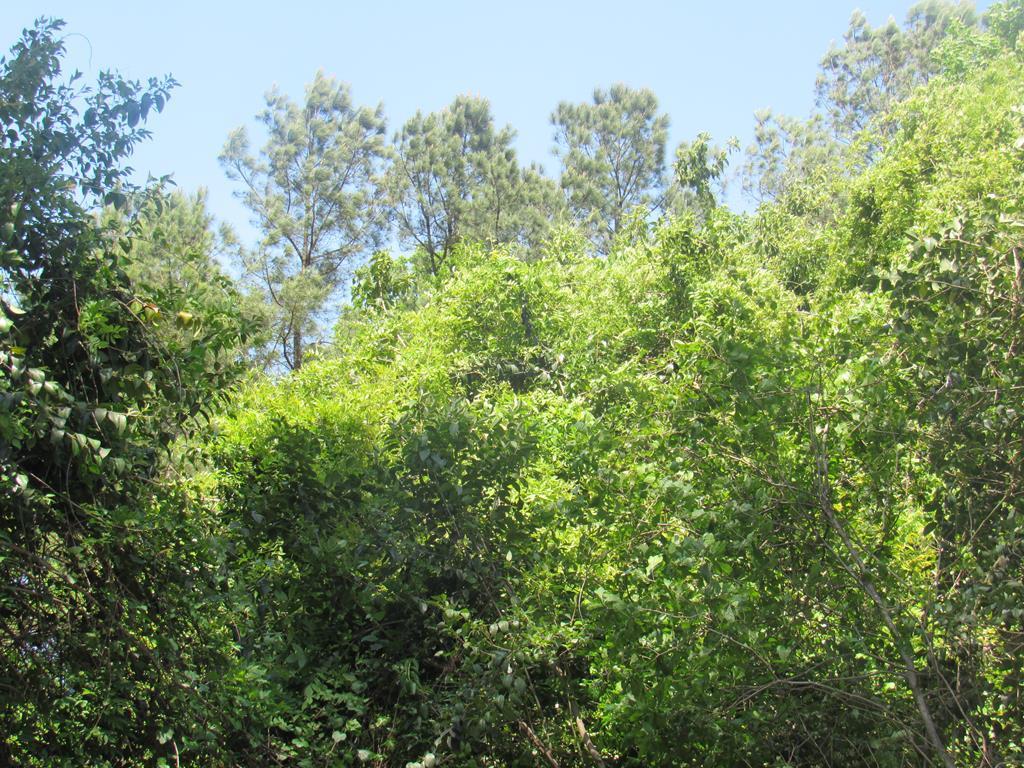 0 Apache Drive - Photo 1