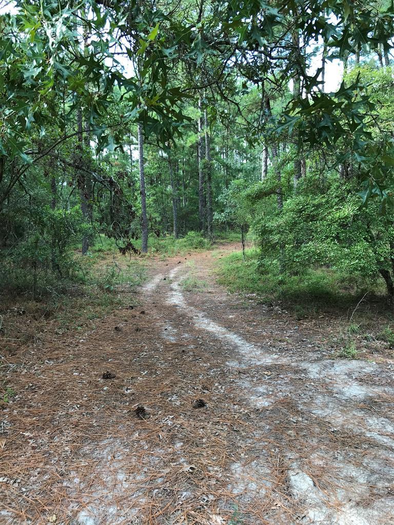 1022 Wrights Mill Road - Photo 1