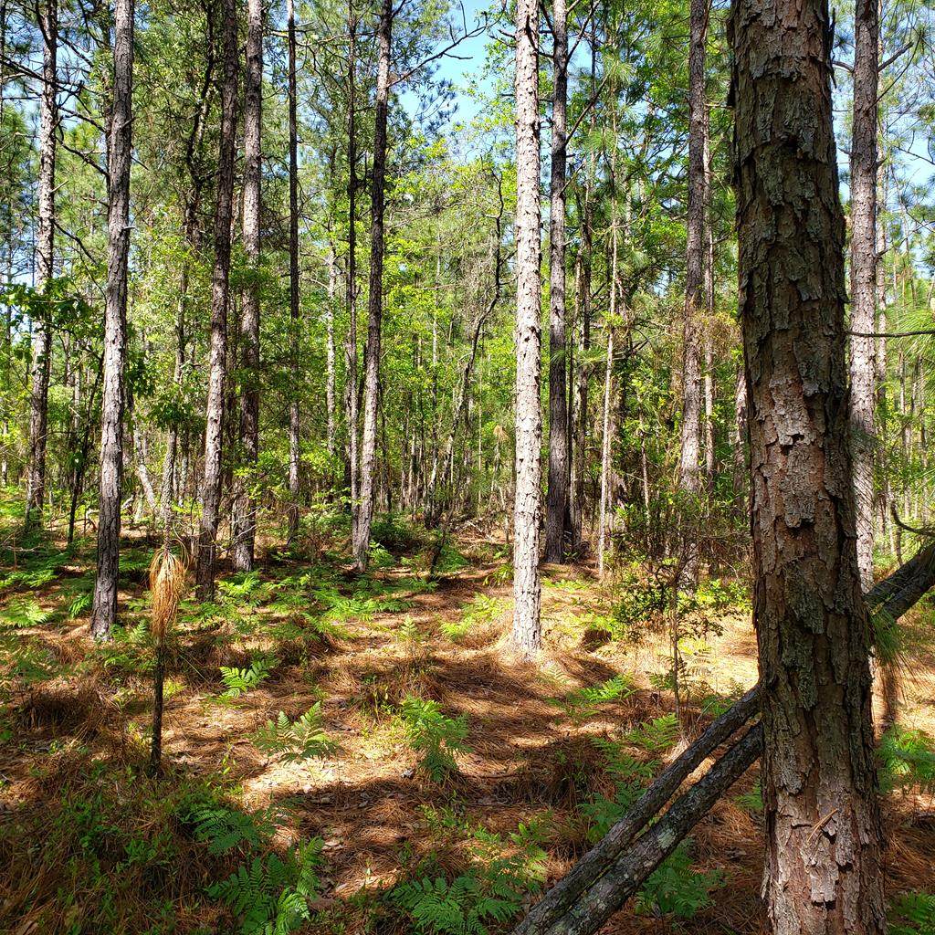 Lot 12 Dairy Road - Photo 1