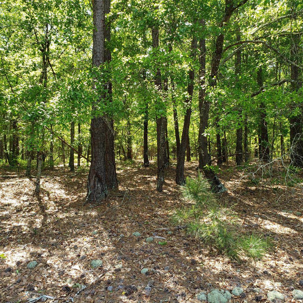 Lot 1 Dairy Road - Photo 1