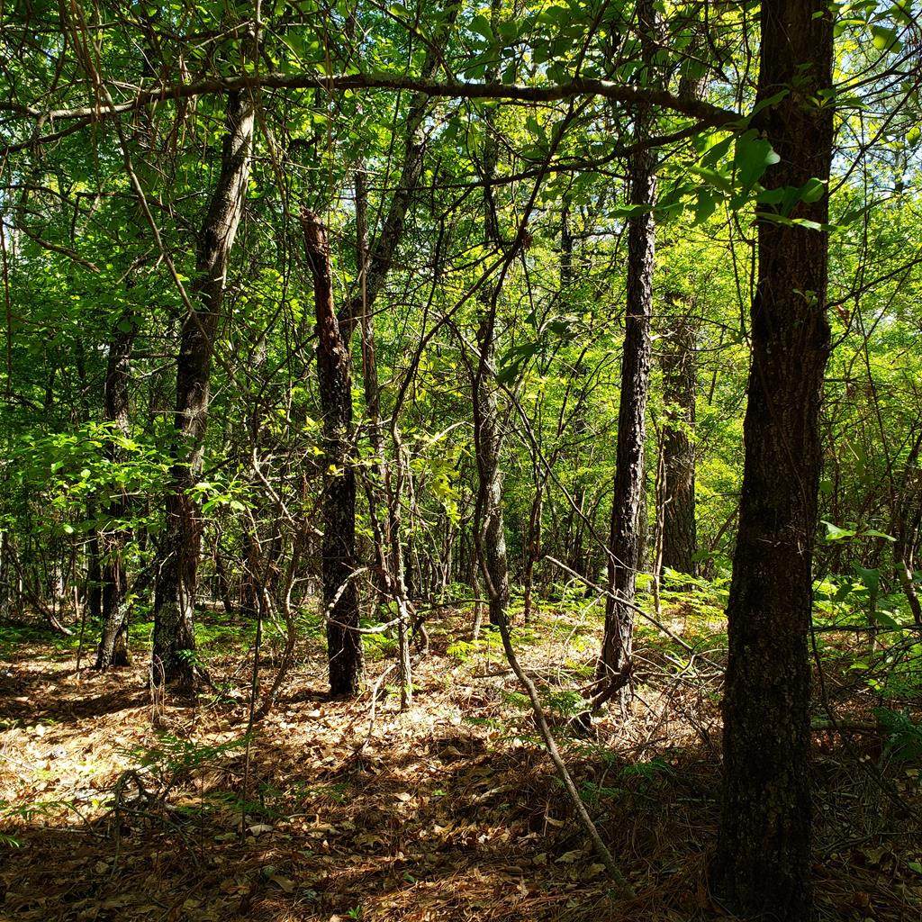 Lot 7 Dairy Road - Photo 1