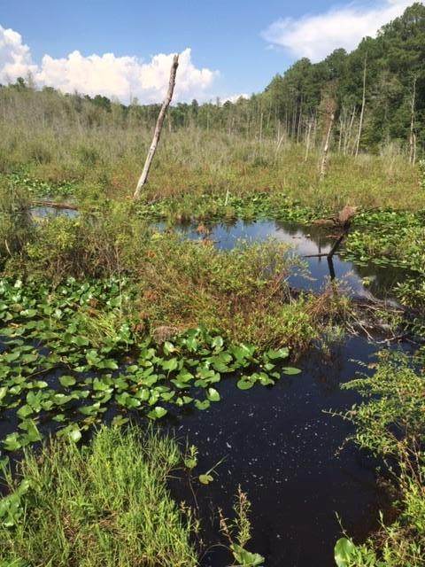 TBD Millers Pond Road - Photo 1