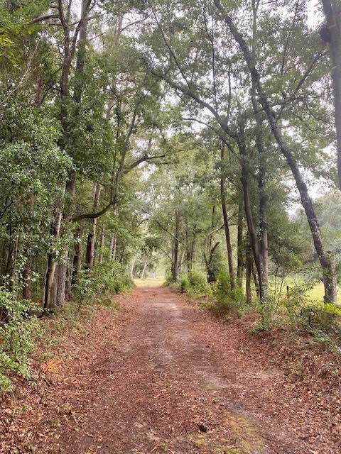 Tbd Snipes Road - Photo 1