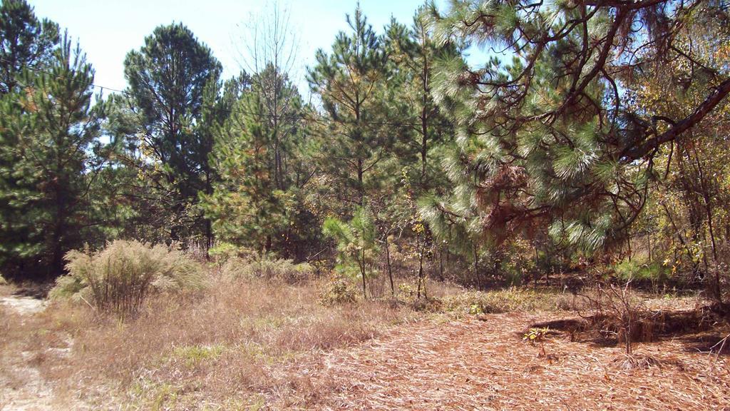 Lot 58 Whitetail Drive - Photo 1