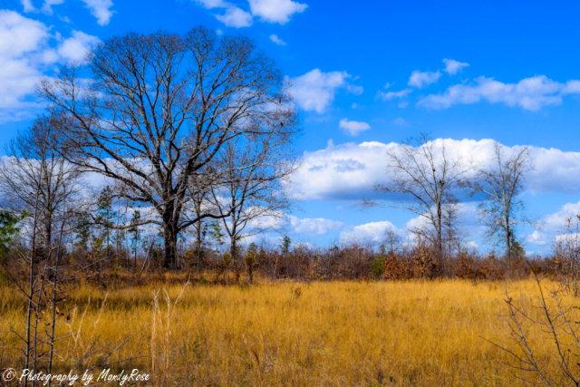 0000 Shaws Fork Road - Photo 1