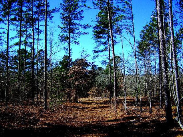 0 Banks Mill Road - Photo 1