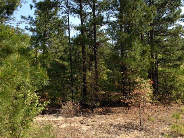 Lot 5 Old Draft Trail - Photo 1