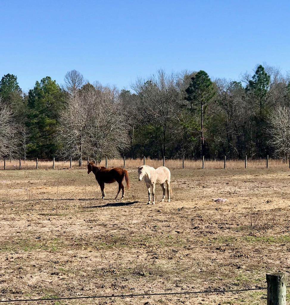 272-30-40 Equestrian Way - Photo 1