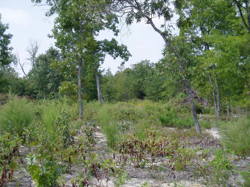 LOT 59 Whitetail Dr - Photo 1