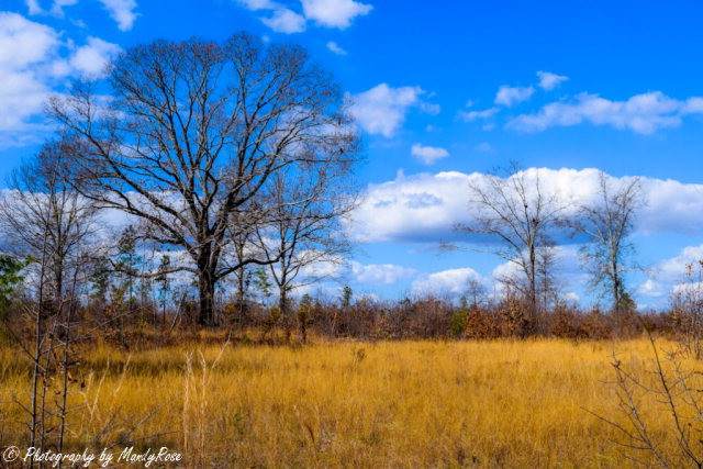 0000 Shaws Fork Road - Photo 1