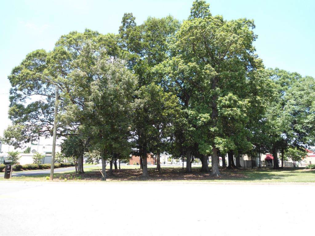 145 Holly Hill Lane - Photo 1