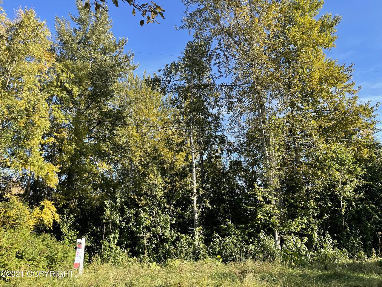 L09 B2 Shady Birch - Photo 1