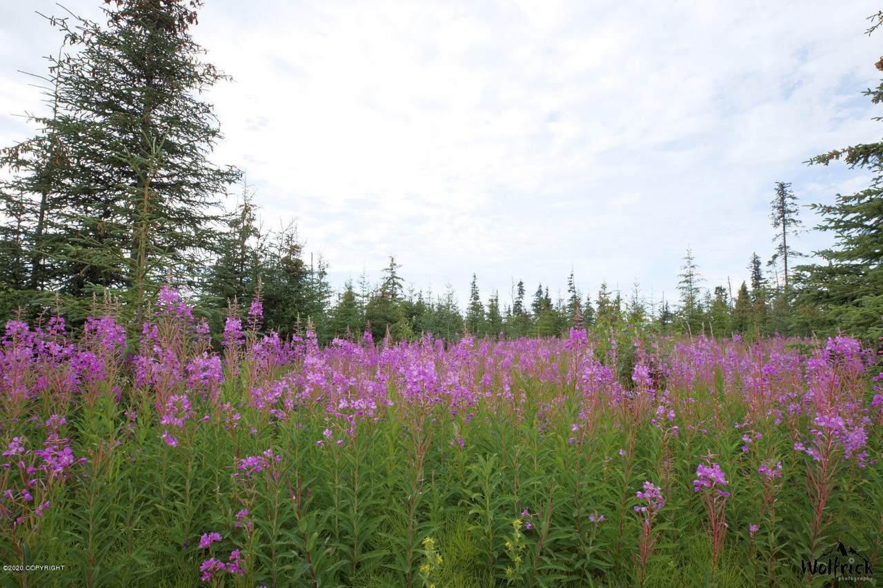 C2 Alaskan Wildwood Ranch(R) - Photo 1
