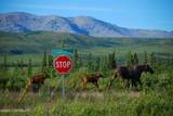 Mile 4 Stampede Road - Photo 21