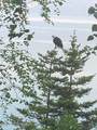 000 Aurora Lagoon / Bear Cove - Photo 38