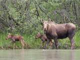 NHN Chilkat Lake - Photo 35