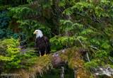 NHN Chilkat Lake - Photo 37