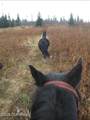 64427 Trail Road - Photo 10