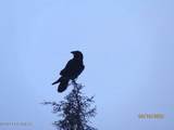 B5 L5 No Road Talkeetna S. Bald Mt. - Photo 84