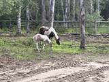 32500 Talkeetna Spur Road - Photo 11