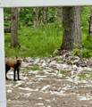 32500 Talkeetna Spur Road - Photo 5